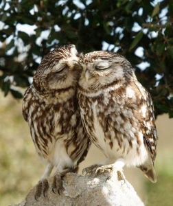 cute_owls_love