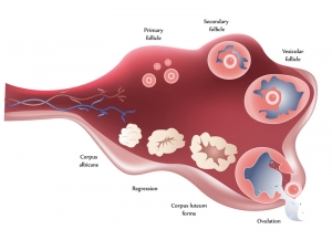 Follicle-Development